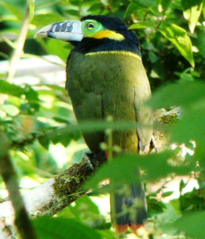 Recanto Tangara - Chale - Praia Do Felix Ubatuba Eksteriør billede